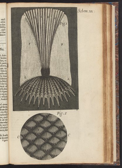Micrographia : or, Some physiological descriptions of minute bodies ...