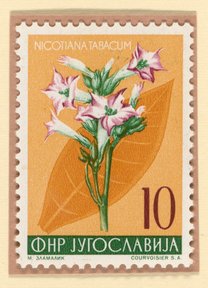 Tobacco plant (Nicotiana tabacum) postage stamp, Yugoslavia