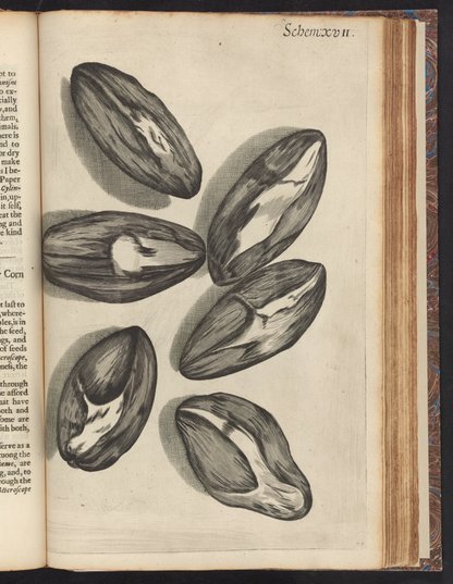 Micrographia : or, Some physiological descriptions of minute bodies ...