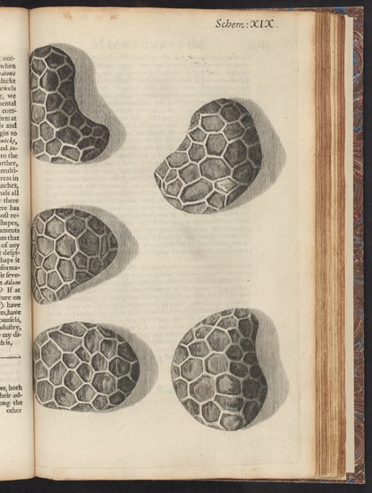 Micrographia : or, Some physiological descriptions of minute bodies ...