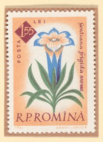 Arctic Gentian (Gentiana frigida) postage stamp, Romania