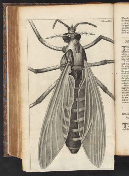 Micrographia : or, Some physiological descriptions of minute bodies ...