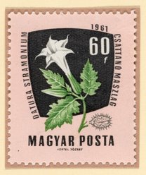 Devil's Snare (Datura stramonium) postage stamp, Hungary