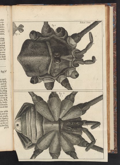 Micrographia : or, Some physiological descriptions of minute bodies ...
