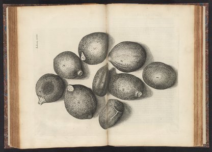 Micrographia : or, Some physiological descriptions of minute bodies ...