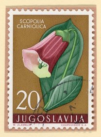 Scopolia carniolica postage stamp, Yugoslavia