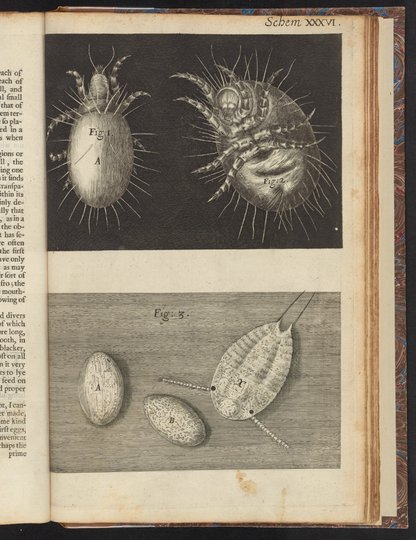 Micrographia : or, Some physiological descriptions of minute bodies ...