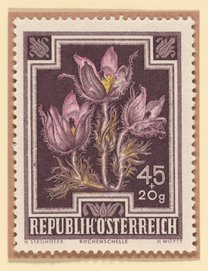 Pasque Flower (Pulsatilla vulgaris) postage stamp, Austria