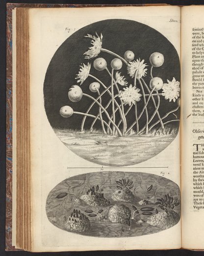Micrographia : or, Some physiological descriptions of minute bodies ...