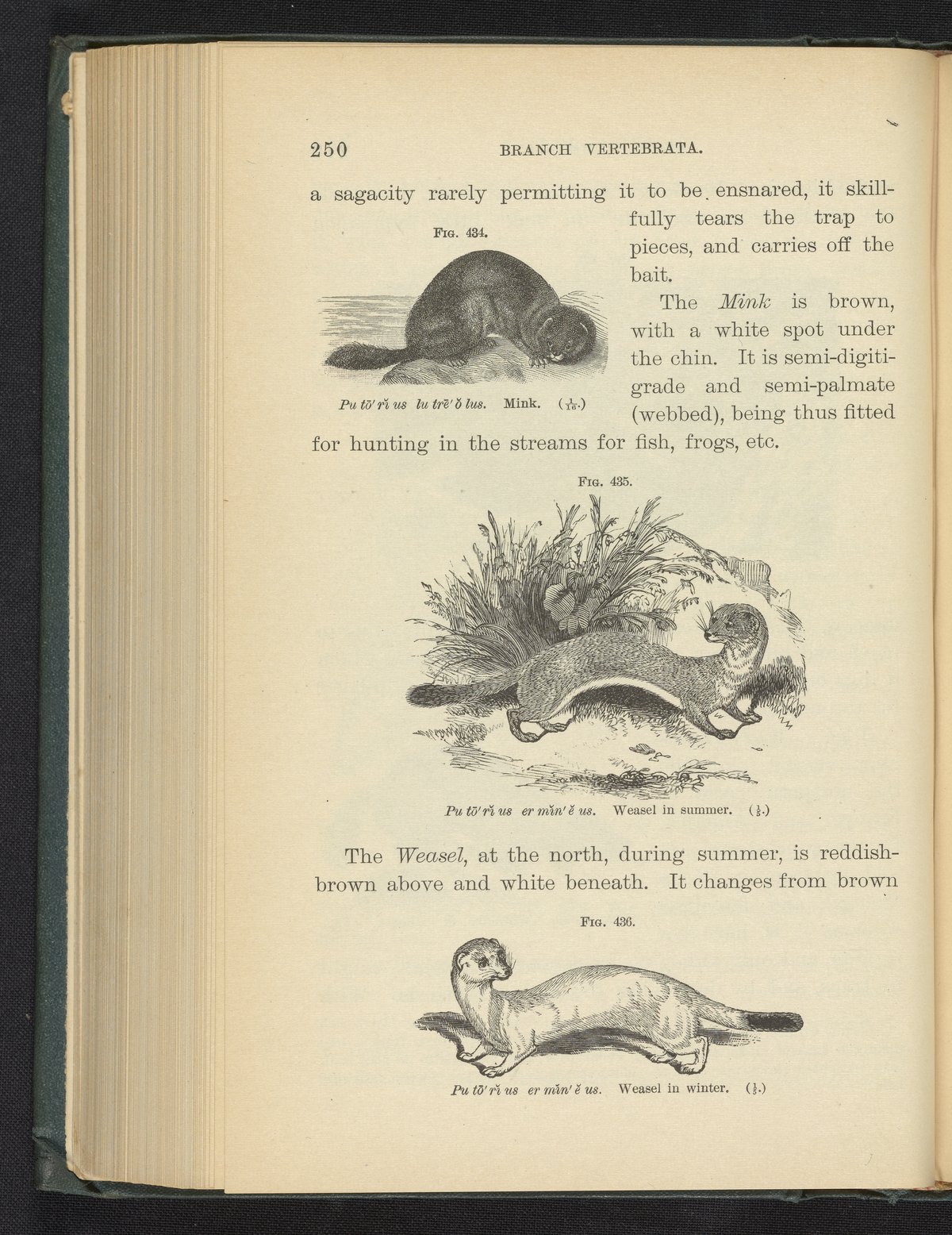 Figure 434. Mink. Figure 435. Weasel in Summer. Figure 436. Weasel in ...