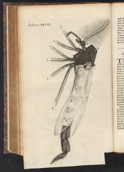 Micrographia : or, Some physiological descriptions of minute bodies ...
